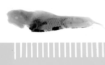 Media type: image;   Ichthyology 6839 Aspect: lateral,description